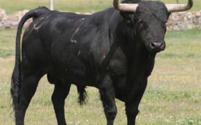 ELUCUBRACIONES PARA EXPLICAR LA DIFERENCIA ENTRE REALISTA,FIGURATIVO, ABSTRACTO